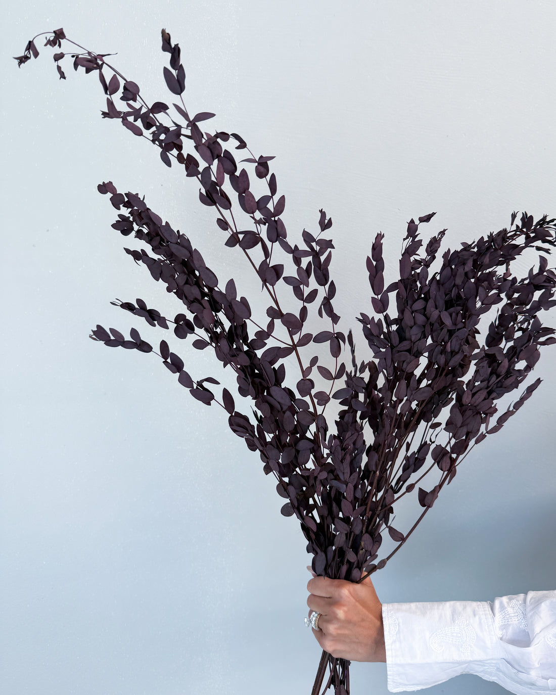 PRESERVED SMALL-LEAF GUM | DEEP PLUM