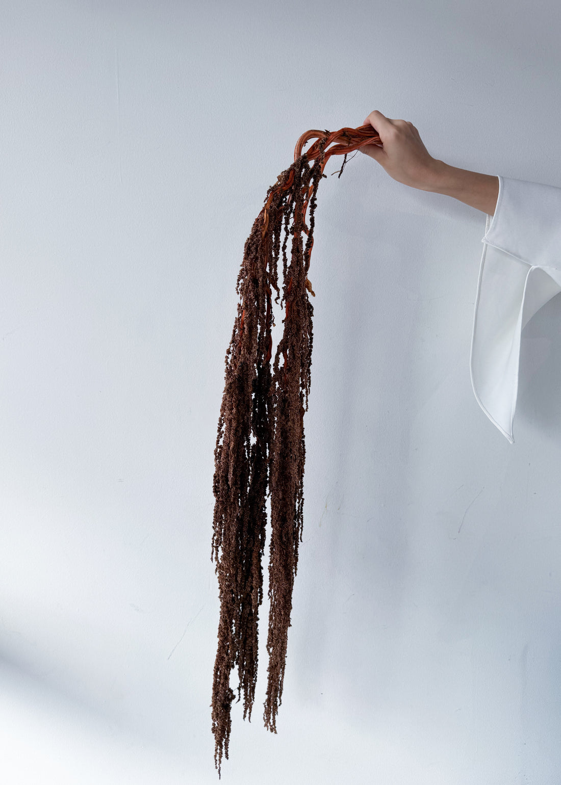 PRESERVED AMARANTHUS | BRONZE