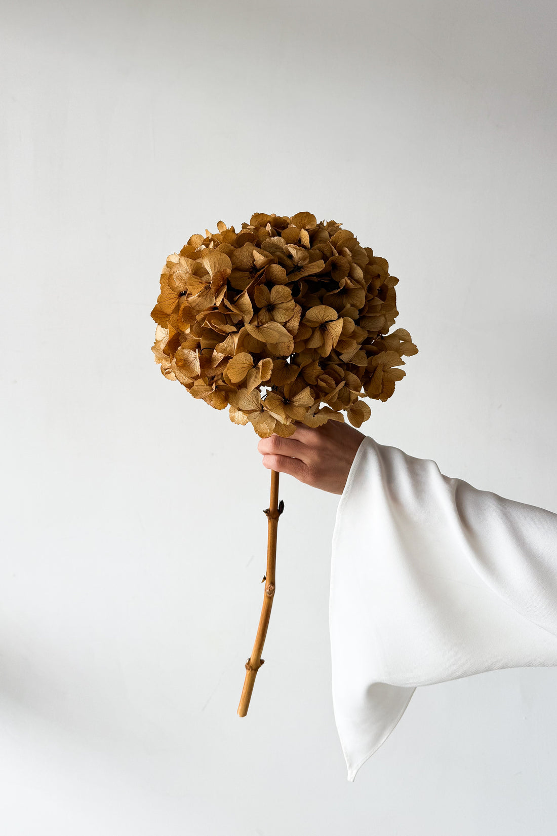 PRESERVED HYDRANGEA STEM I NATURAL | LARGE-LEAF