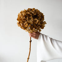 PRESERVED HYDRANGEA STEM I NATURAL | LARGE-LEAF