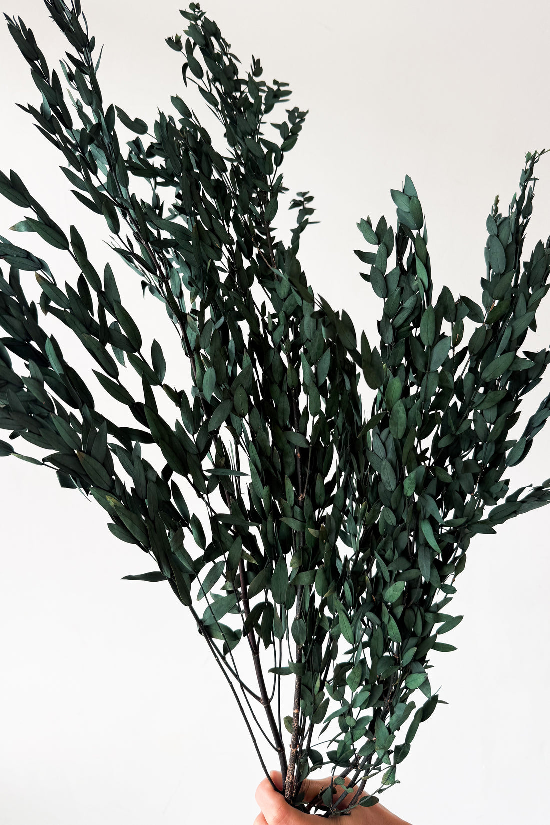 PRESERVED SMALL-LEAF GUM | DEEP SEA GREEN