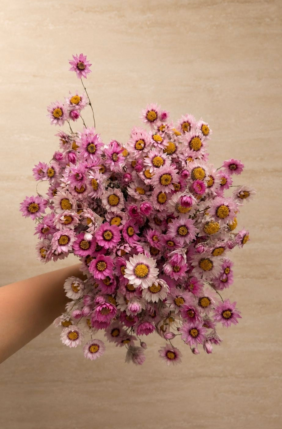 DRIED DAISIES BOUQUET | BLOSSOM