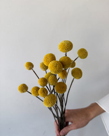 DRIED BILLY BUTTONS | NATURAL YELLOW