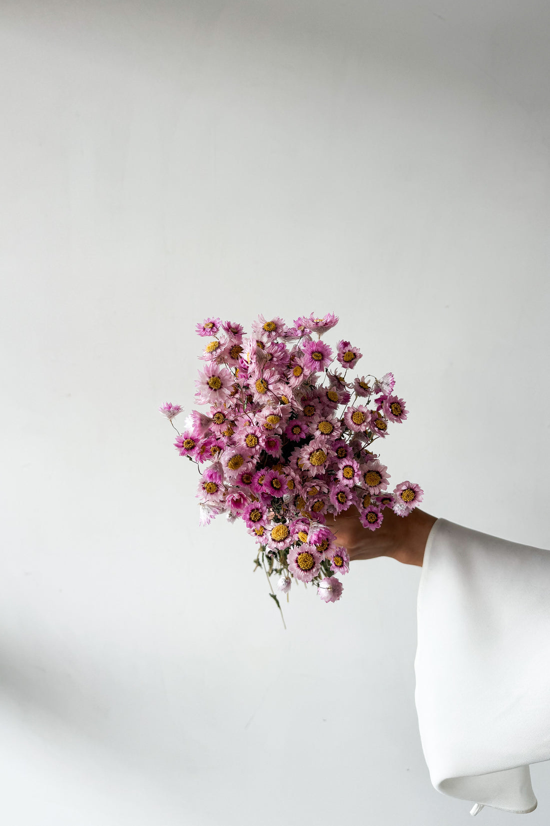 Blossom dried daisies by The Palmier