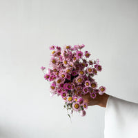 Blossom dried daisies by The Palmier