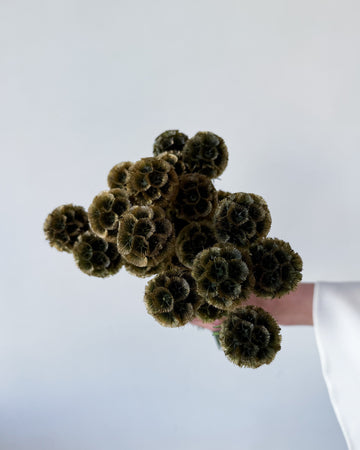 PRESERVED SCABIOSA | OLIVE GREEN