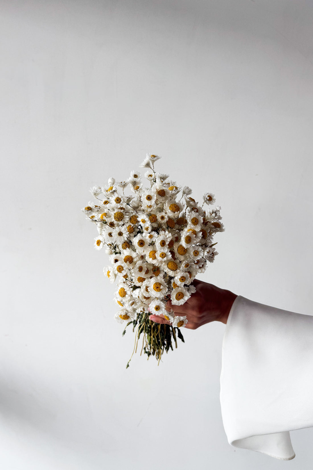 DRIED DAISIES