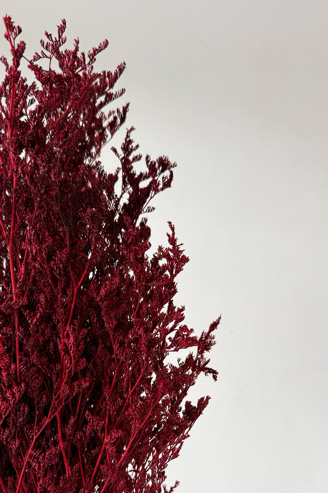 PRESERVED MISTY | WINE RED