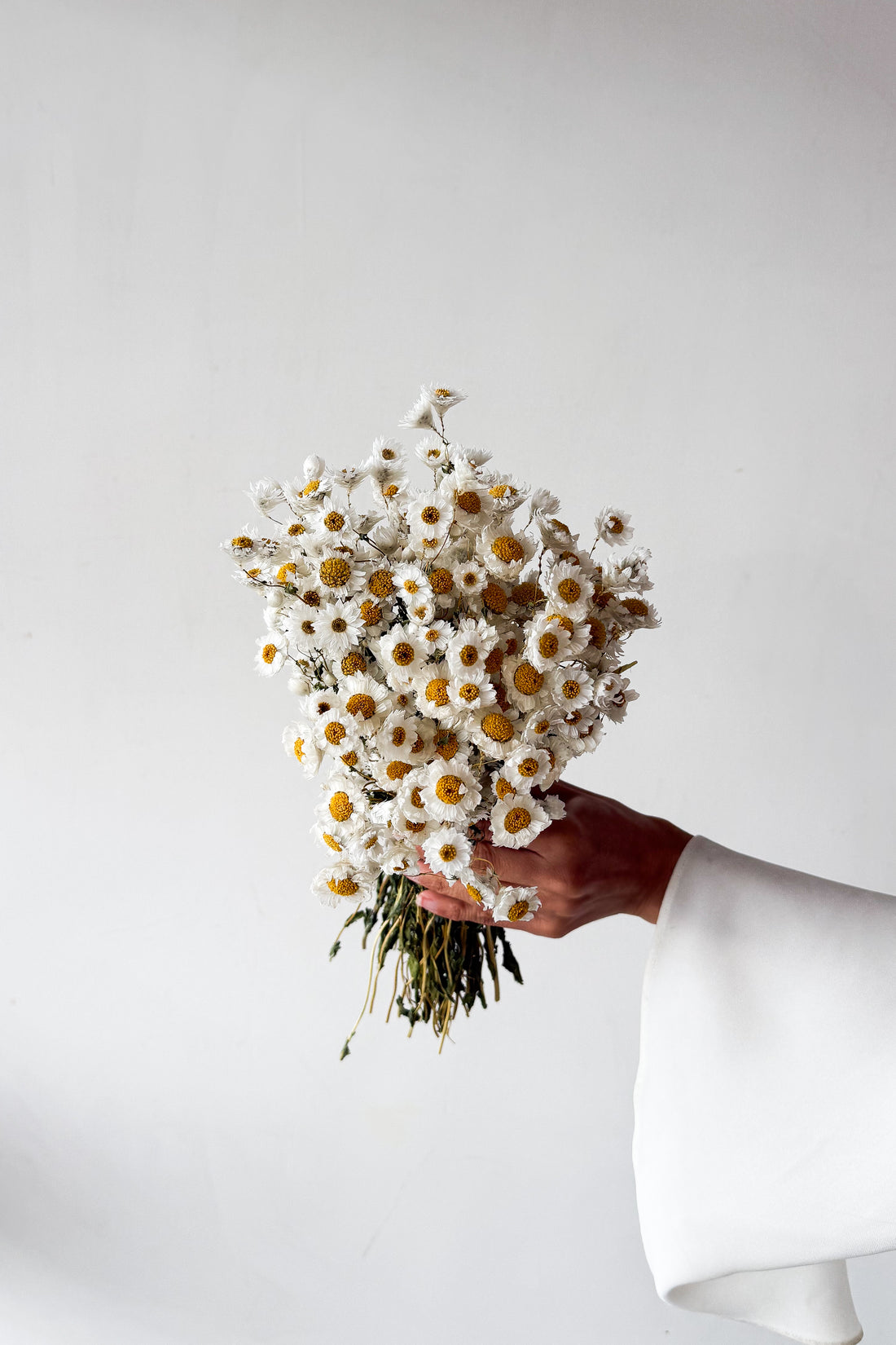 DRIED DAISIES