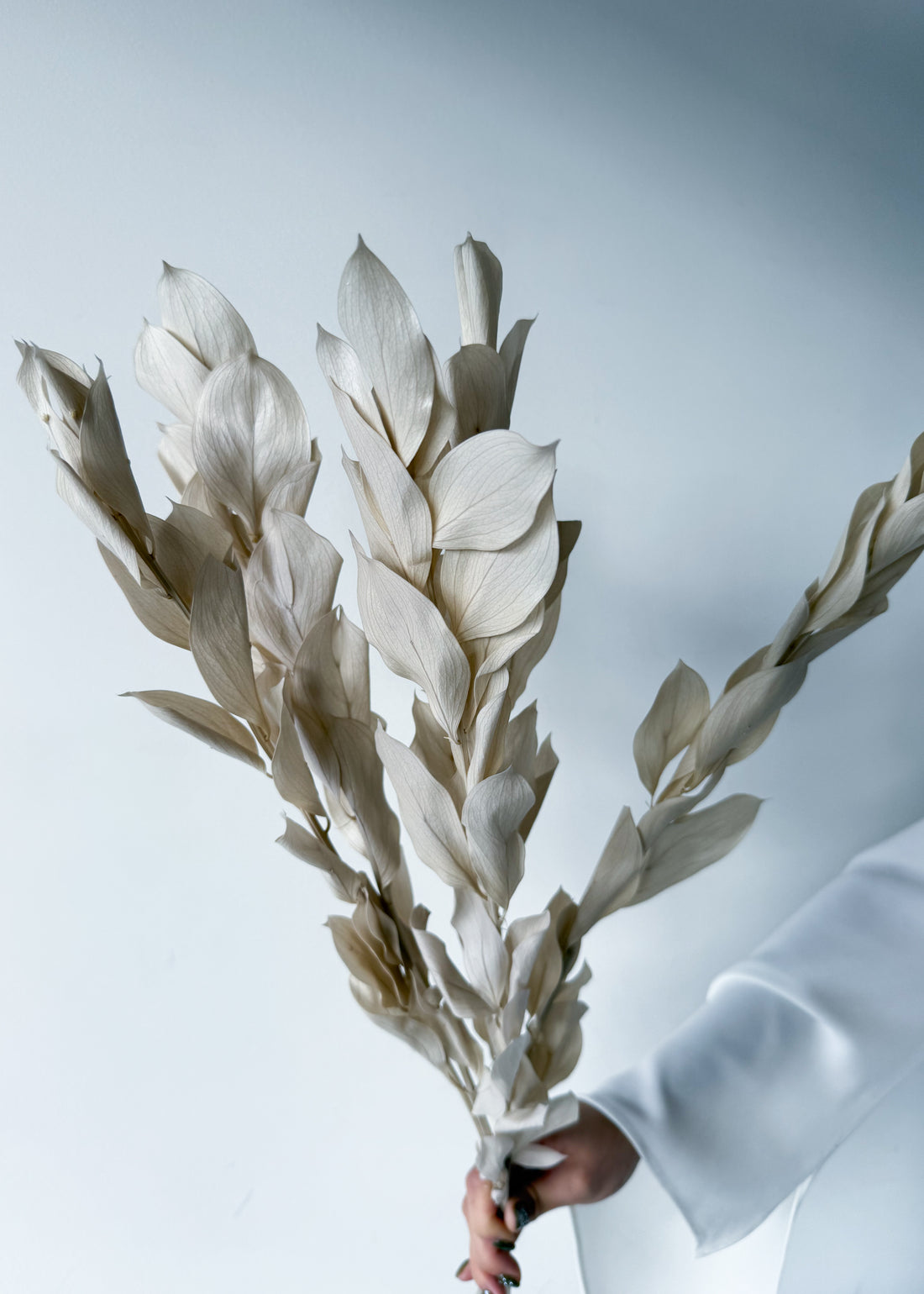 ISRAEILI RUSCUS | BEIGE