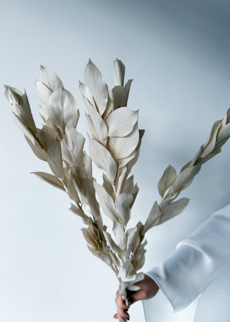 ISRAEILI RUSCUS | BEIGE