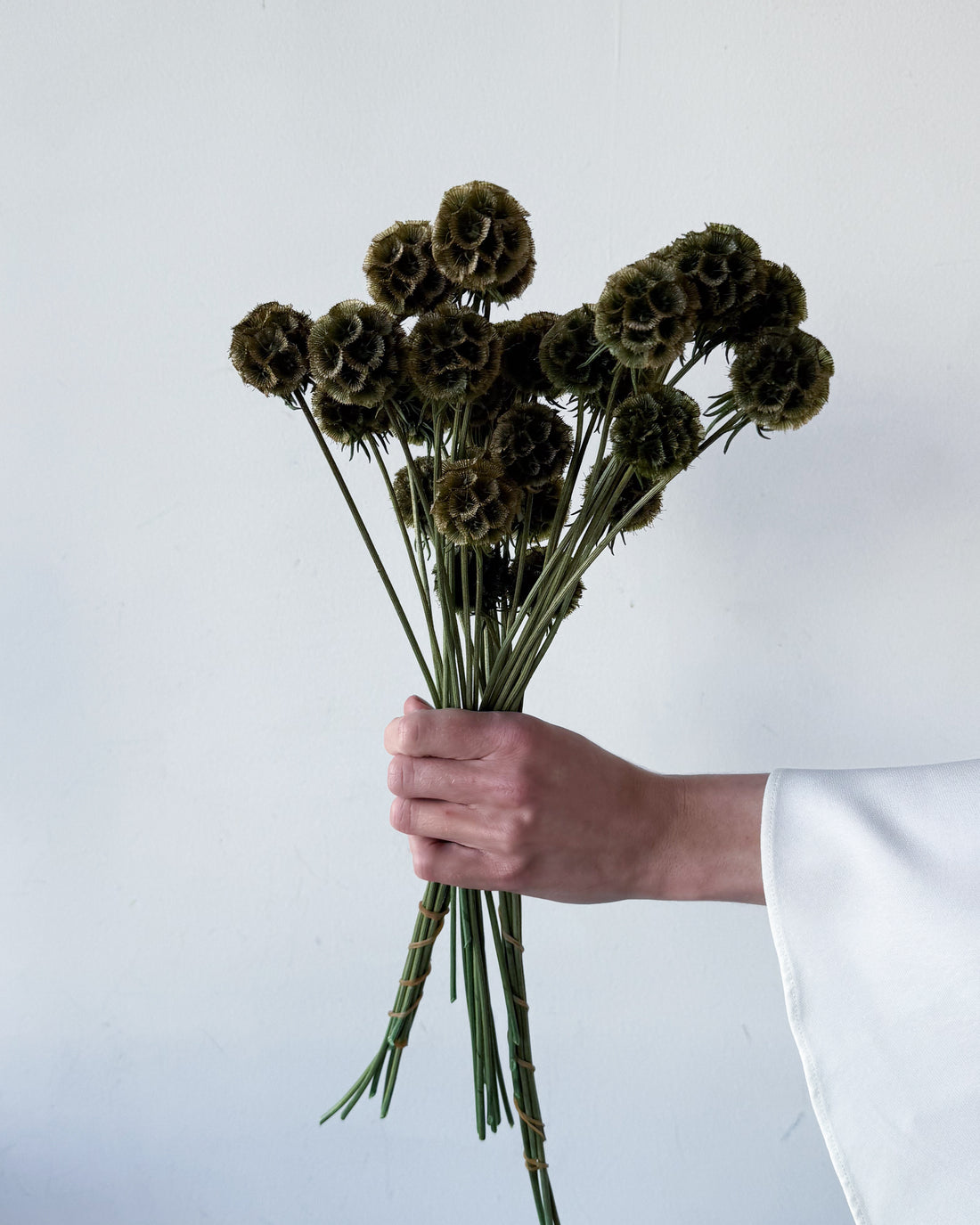 PRESERVED SCABIOSA | OLIVE GREEN