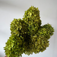 PRESERVED HYDRANGEA PANICULATA STEM | LIME GREEN