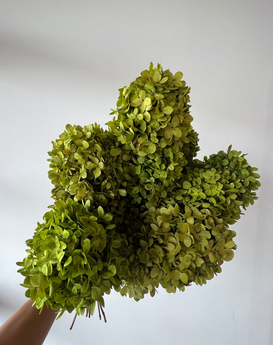 PRESERVED HYDRANGEA PANICULATA STEM | LIME GREEN