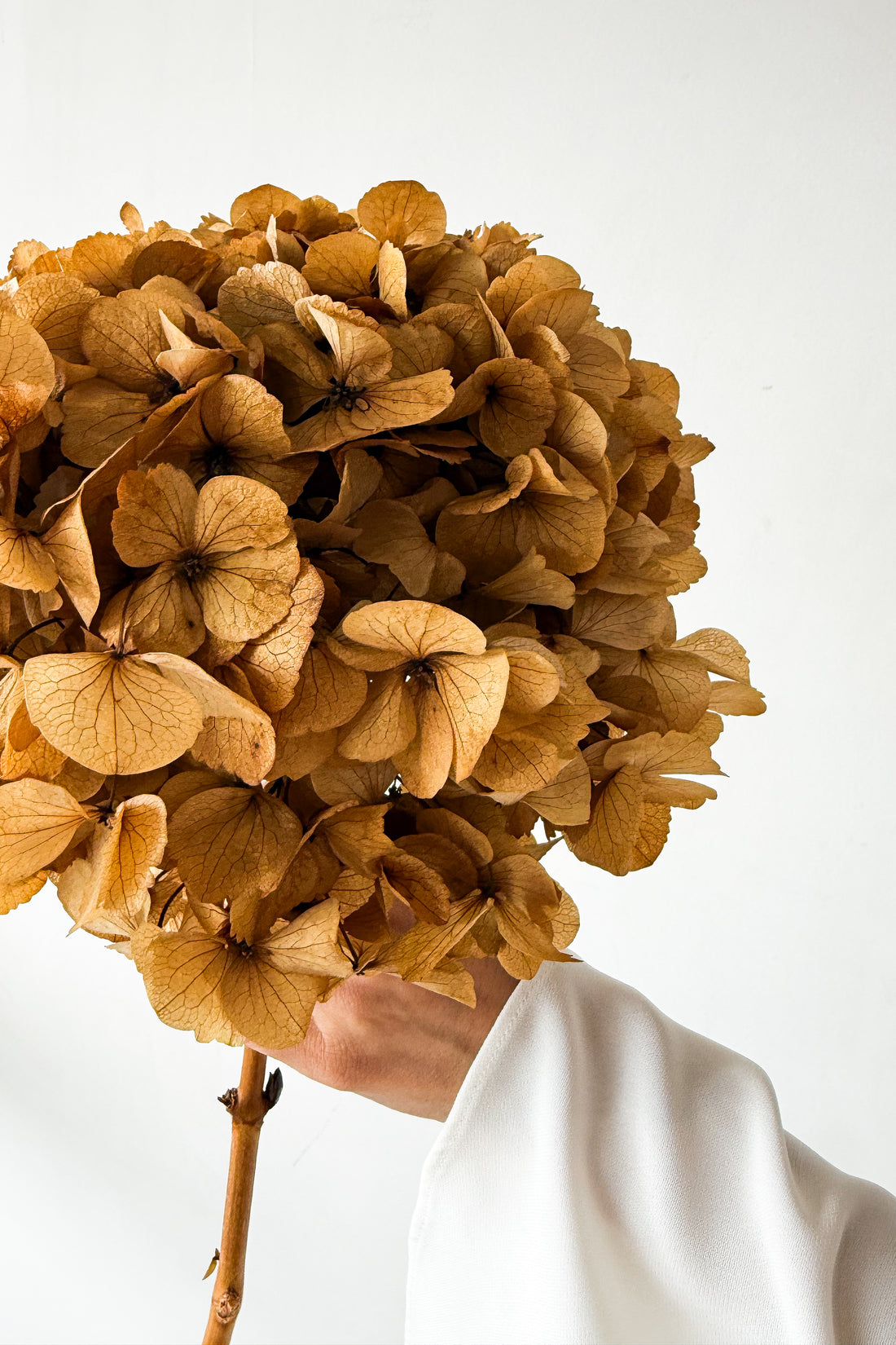 PRESERVED HYDRANGEA STEM I NATURAL | LARGE-LEAF