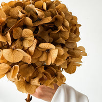 PRESERVED HYDRANGEA STEM I NATURAL | LARGE-LEAF