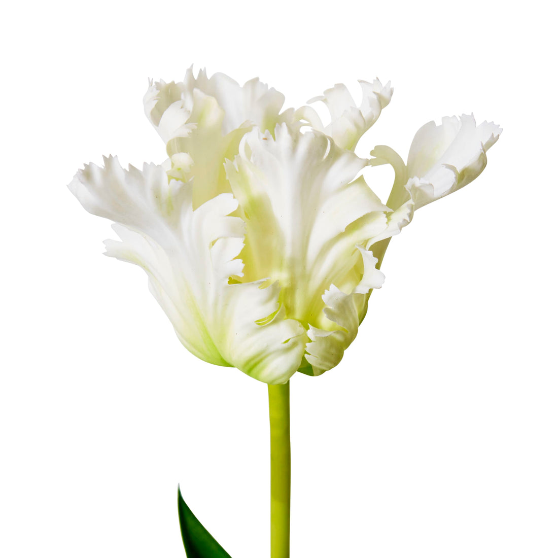 Faux parrot tulip stem white, detail