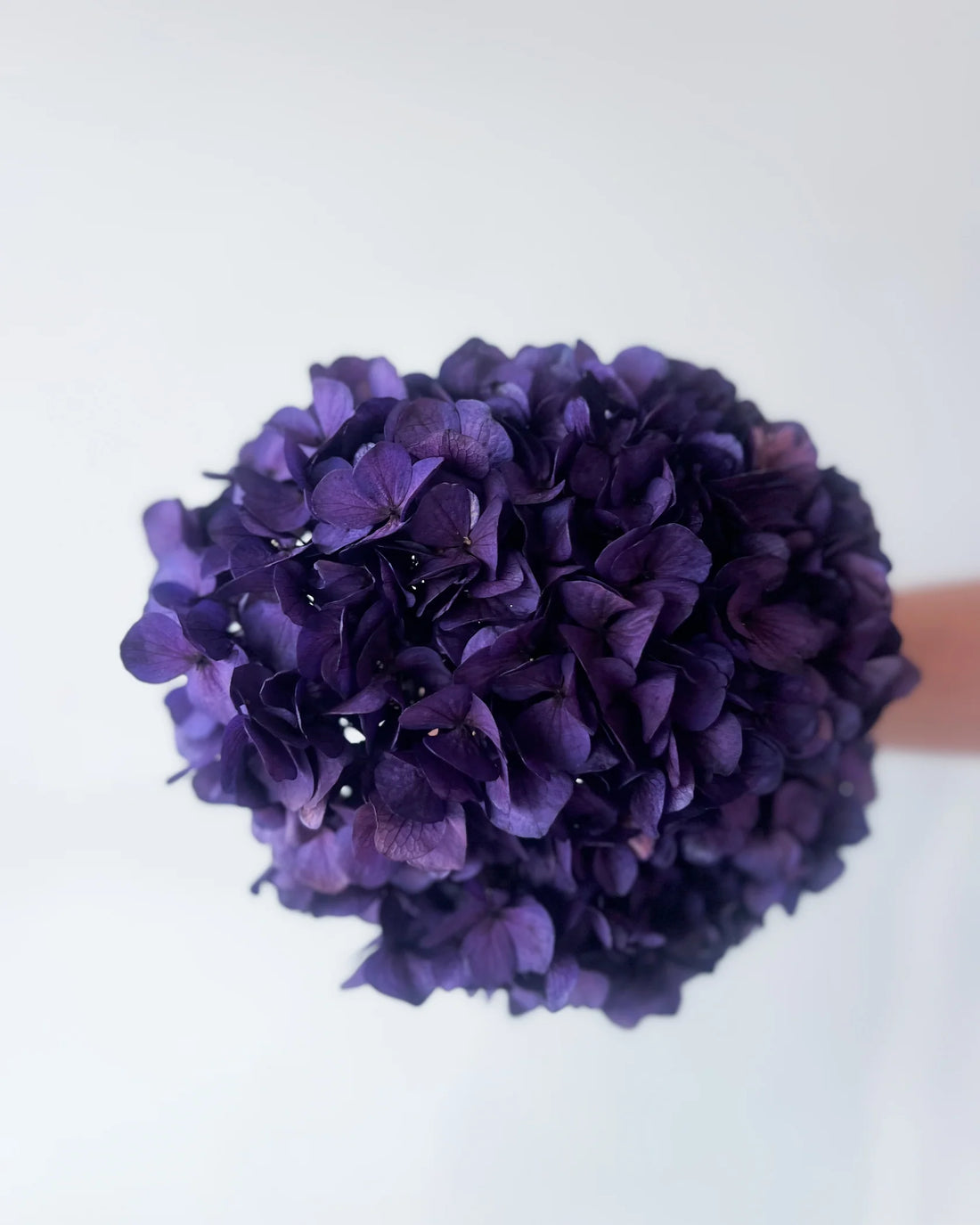 AURELIA PRESERVED HYDRANGEA ARRANGEMENT IN CHARCOAL BASMA VASE