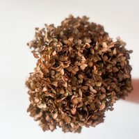 PRESERVED HYDRANGEA STEM | BRONZE | SMALL-LEAF