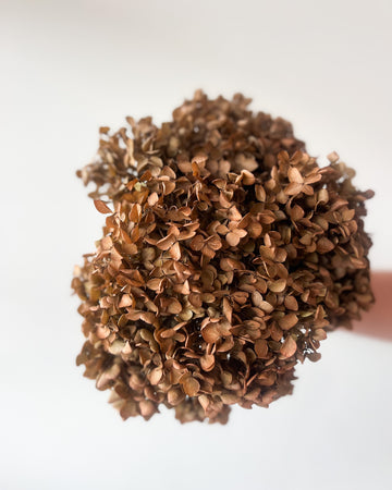 PRESERVED HYDRANGEA STEM | BRONZE | SMALL-LEAF