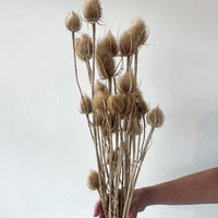 DRIED THISTLES I NATURAL