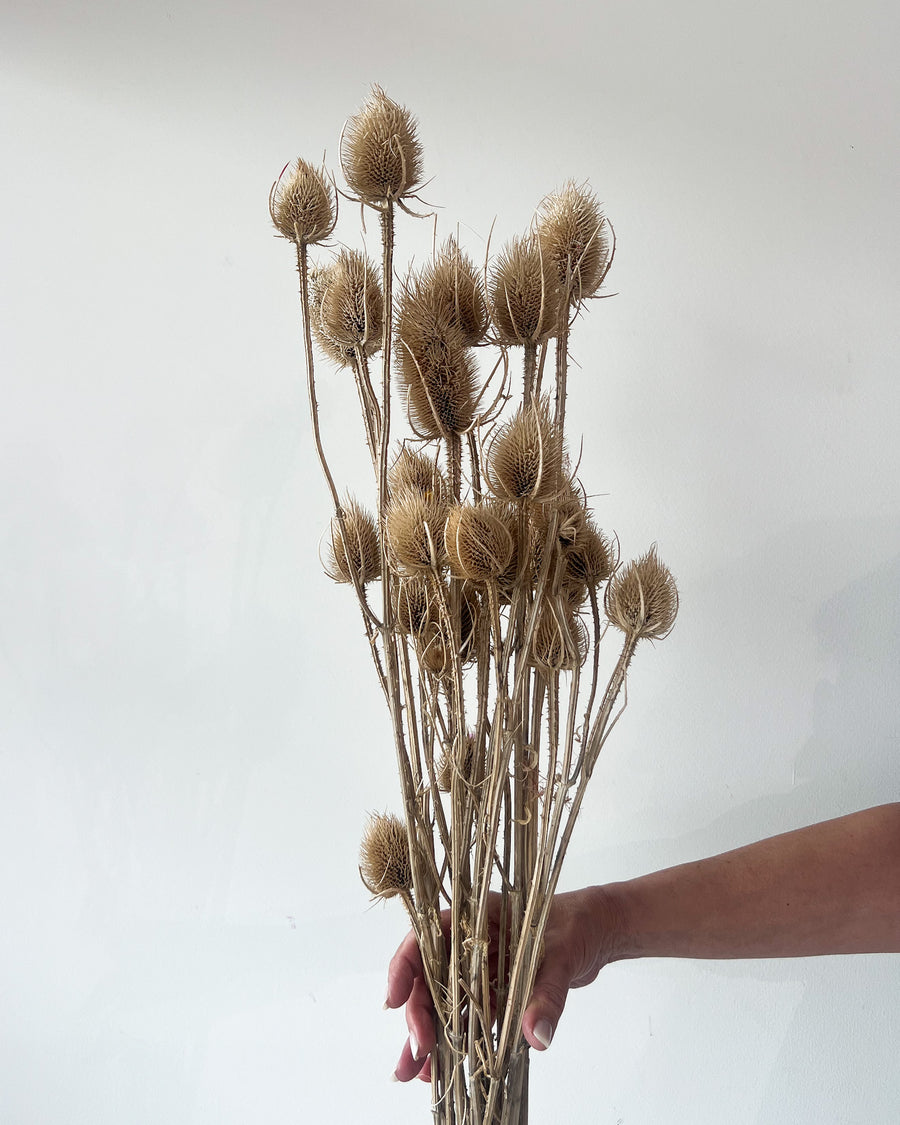 DRIED THISTLES I NATURAL