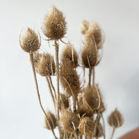 DRIED THISTLES I NATURAL