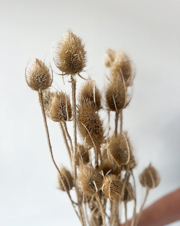 DRIED THISTLES I NATURAL