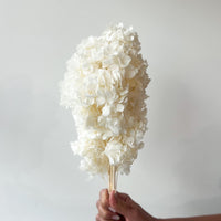 PRESERVED HYDRANGEA PANICULATA STEM I WHITE