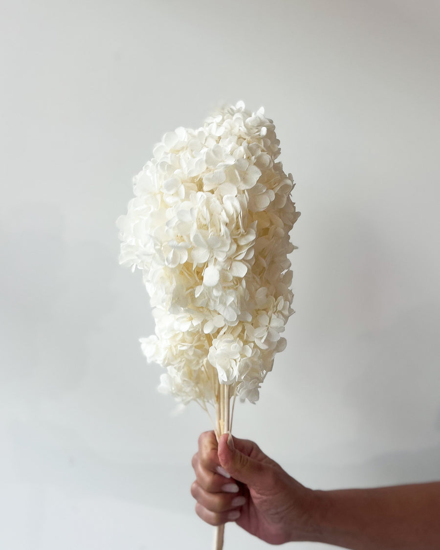 PRESERVED HYDRANGEA PANICULATA STEM I WHITE