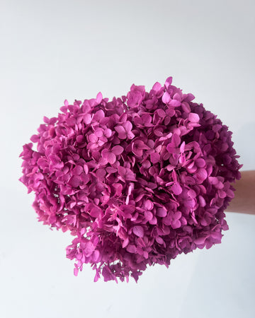 PRESERVED HYDRANGEA STEM I FUSCIA I SMALL-LEAF