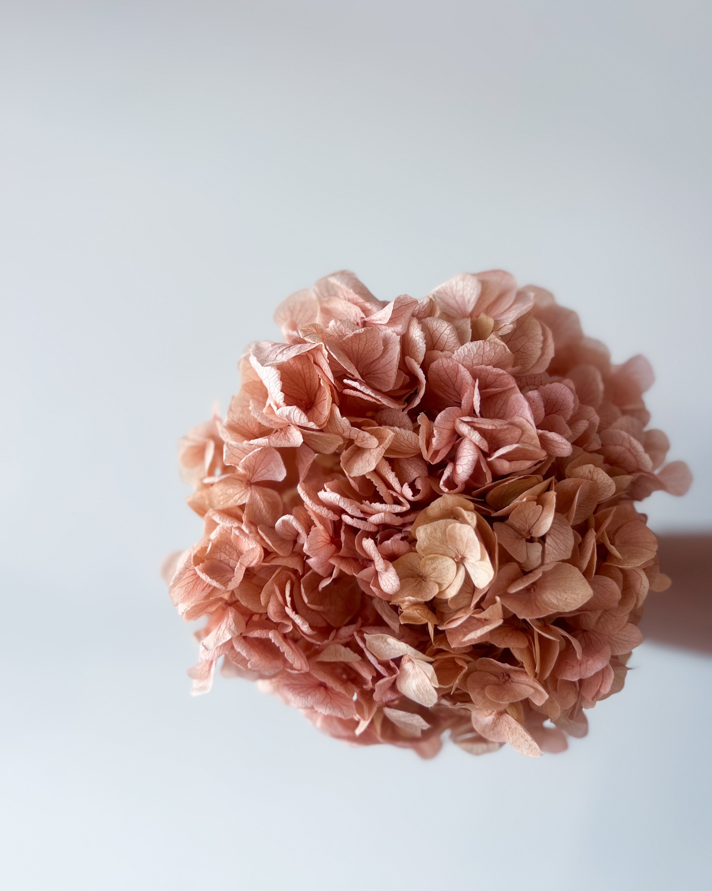 PRESERVED HYDRANGEA STEM I BLUSH I LARGE-LEAF – The Palmier