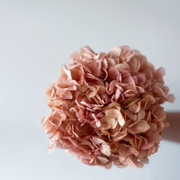 PRESERVED HYDRANGEA STEM I BLUSH I LARGE-LEAF