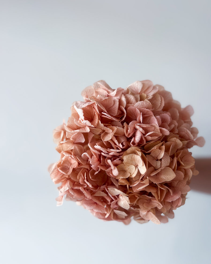 PRESERVED HYDRANGEA STEM I BLUSH I LARGE-LEAF