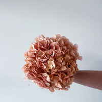 PRESERVED HYDRANGEA STEM I BLUSH I LARGE-LEAF