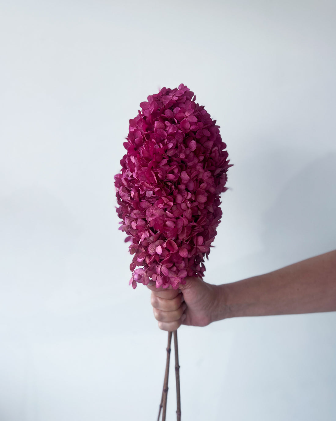 PRESERVED HYDRANGEA PANICULATA STEM | MARONE