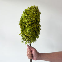 PRESERVED HYDRANGEA PANICULATA STEM | LIME GREEN