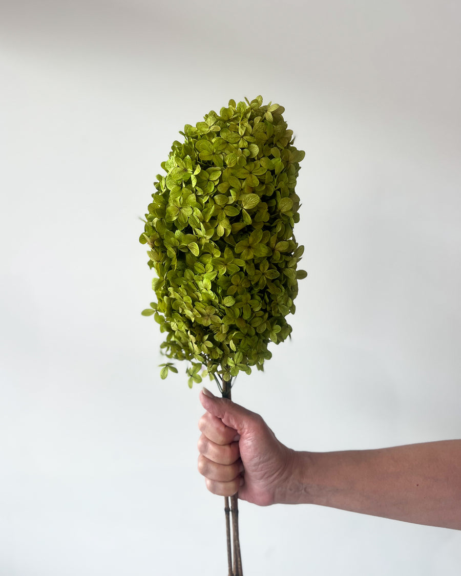 PRESERVED HYDRANGEA PANICULATA STEM | LIME GREEN