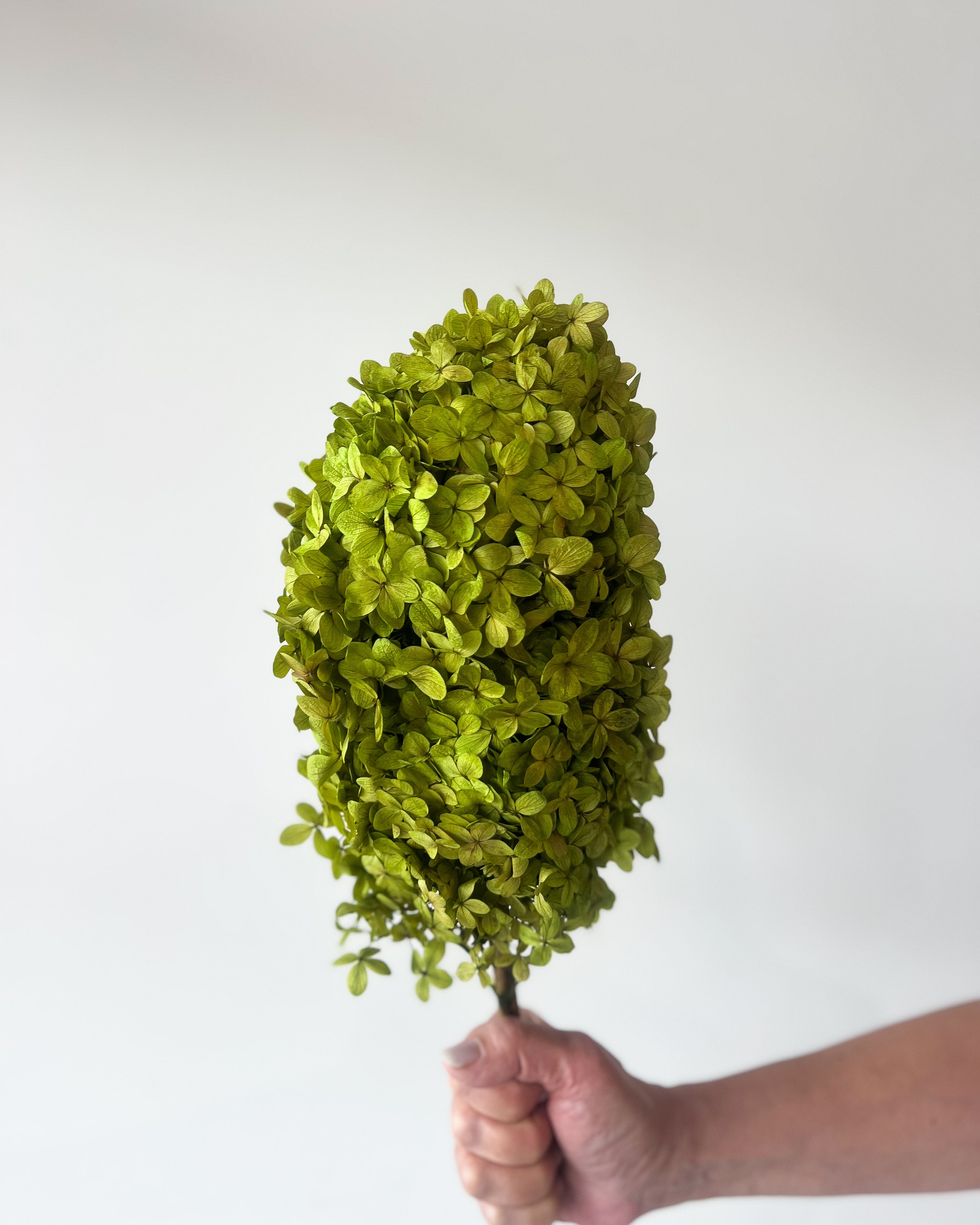 PRESERVED HYDRANGEA PANICULATA STEM | LIME GREEN – The Palmier