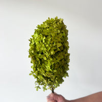 PRESERVED HYDRANGEA PANICULATA STEM | LIME GREEN