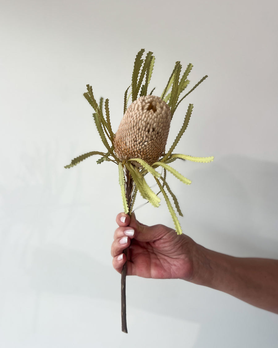 DRIED BANKSIA HOOKERIANA I NATURAL