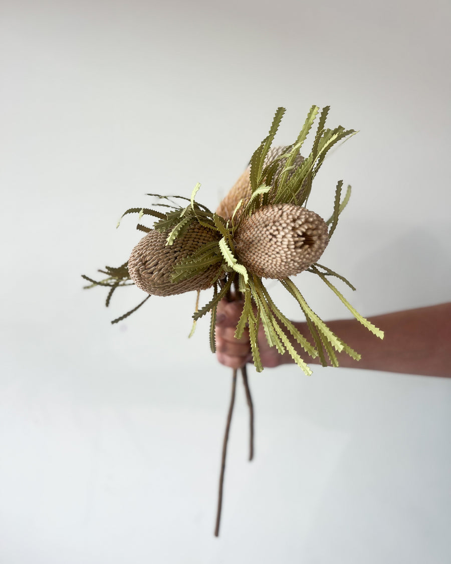 DRIED BANKSIA HOOKERIANA I NATURAL