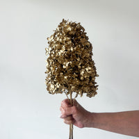 PRESERVED HYDRANGEA PANICULATA STEM I GOLD