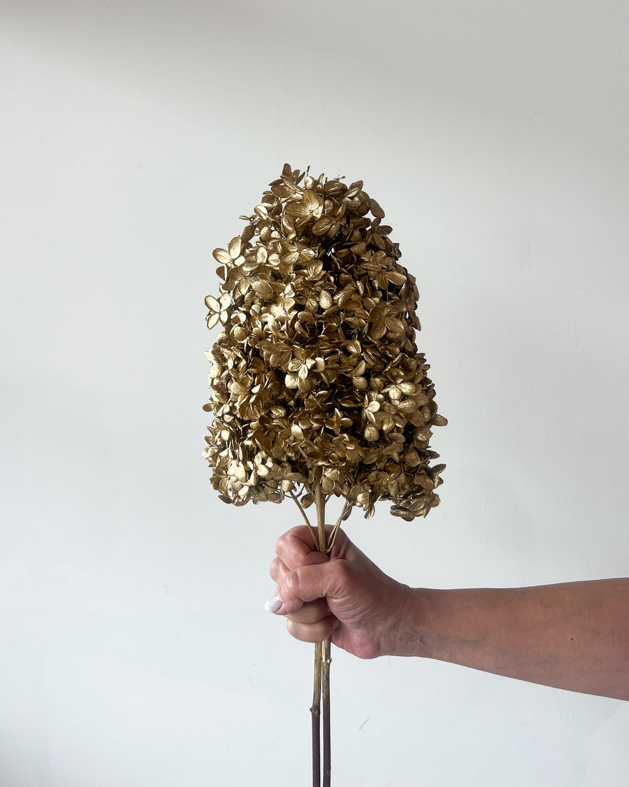 PRESERVED HYDRANGEA PANICULATA STEM I GOLD