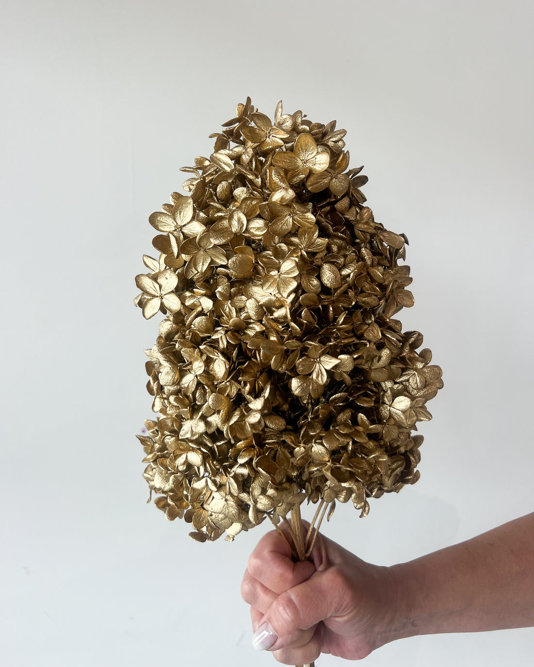 PRESERVED HYDRANGEA PANICULATA STEM I GOLD