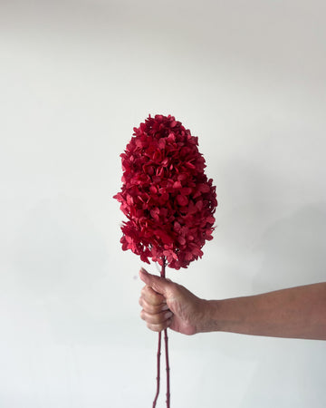 PRESERVED HYDRANGEA PANICULATA STEM |DEEP RED