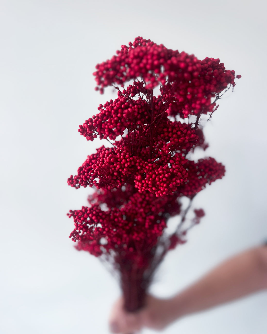 PRESERVED RICE FLOWER | DEEP RED