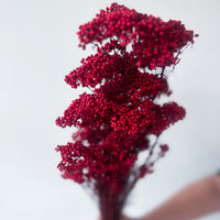 PRESERVED RICE FLOWER | DEEP RED