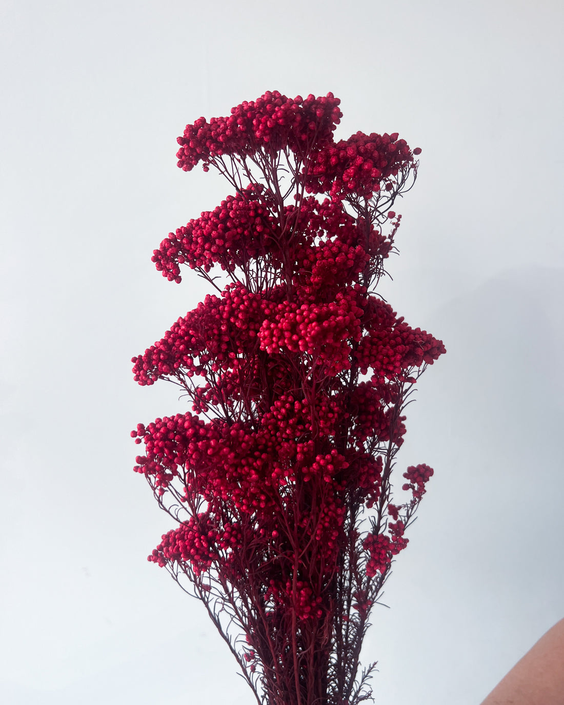 PRESERVED RICE FLOWER | DEEP RED