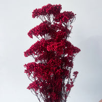 PRESERVED RICE FLOWER | DEEP RED